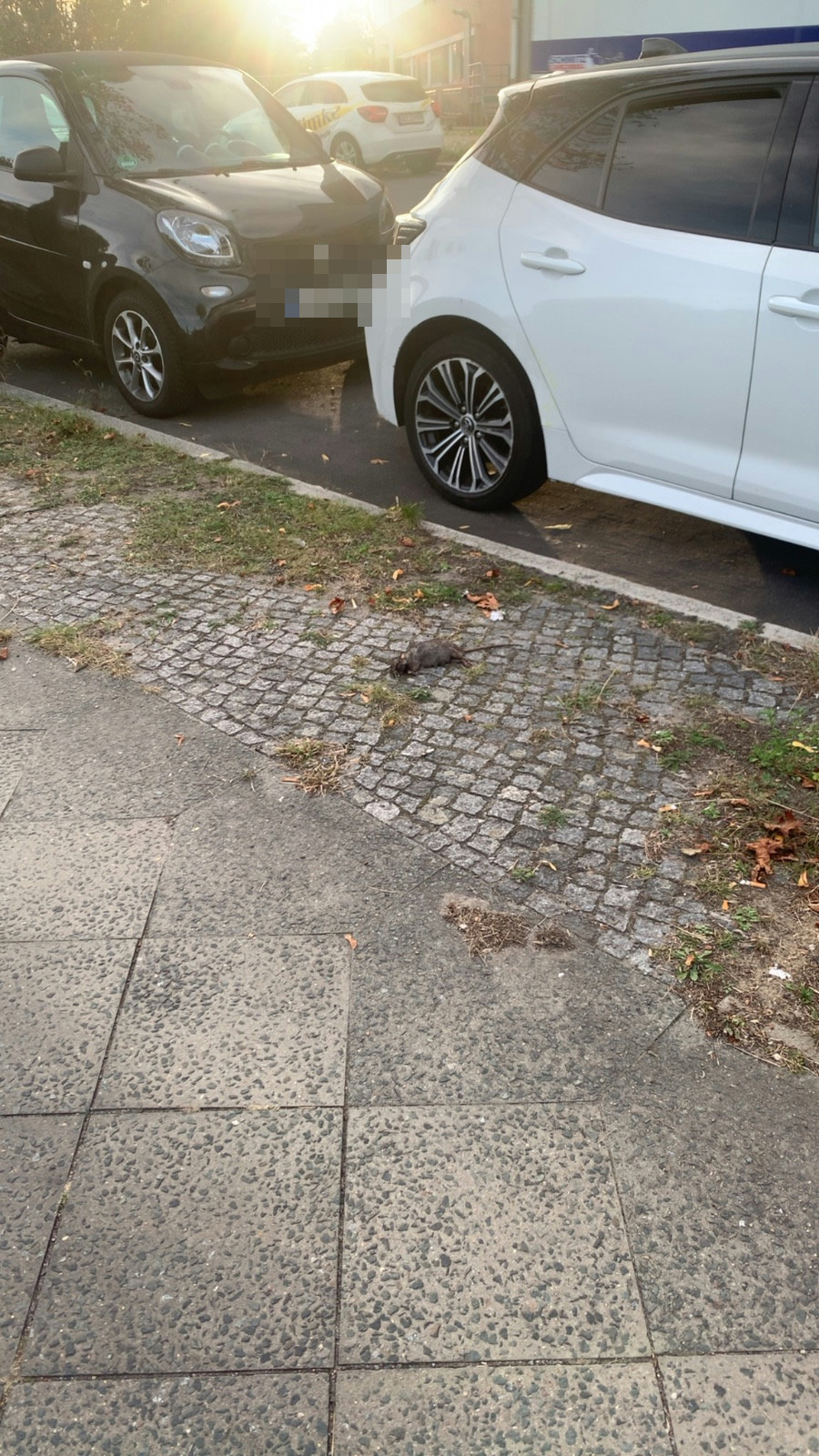 Ein totes Tier (Ratte) liegt auf dem Gehweg neben geparkten Fahrzeugen, bei Sachsendamm 25, Tempelhof-Schöneberg