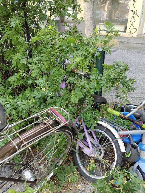 Foto zur Meldung: Abfall - Schrottfahrräder