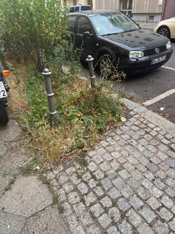 Foto zur Meldung: Straßenaufsicht - Gehölzschnitt an Bäumen, Büschen auf öffentlichem Straßenland