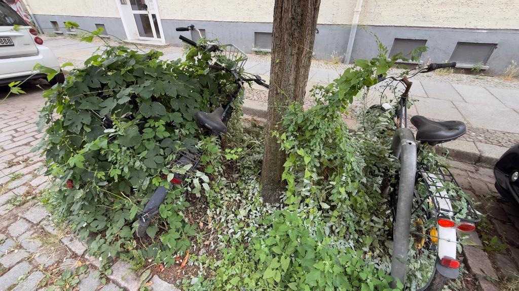 Foto zur Meldung: Abfall - Schrottfahrräder liste