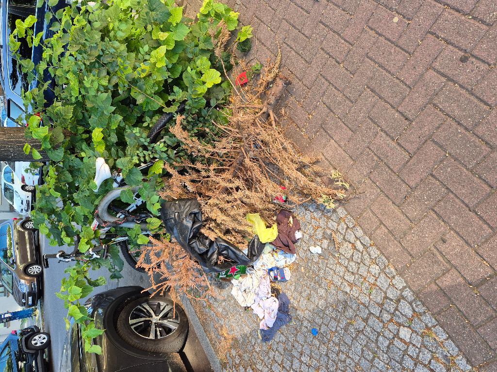 Foto zur Meldung: Abfall - Weihnachtsbäume