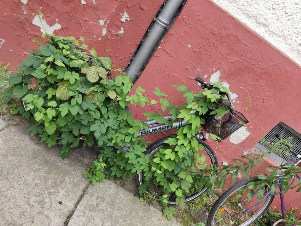 Foto zur Meldung: Abfall - Schrottfahrräder liste