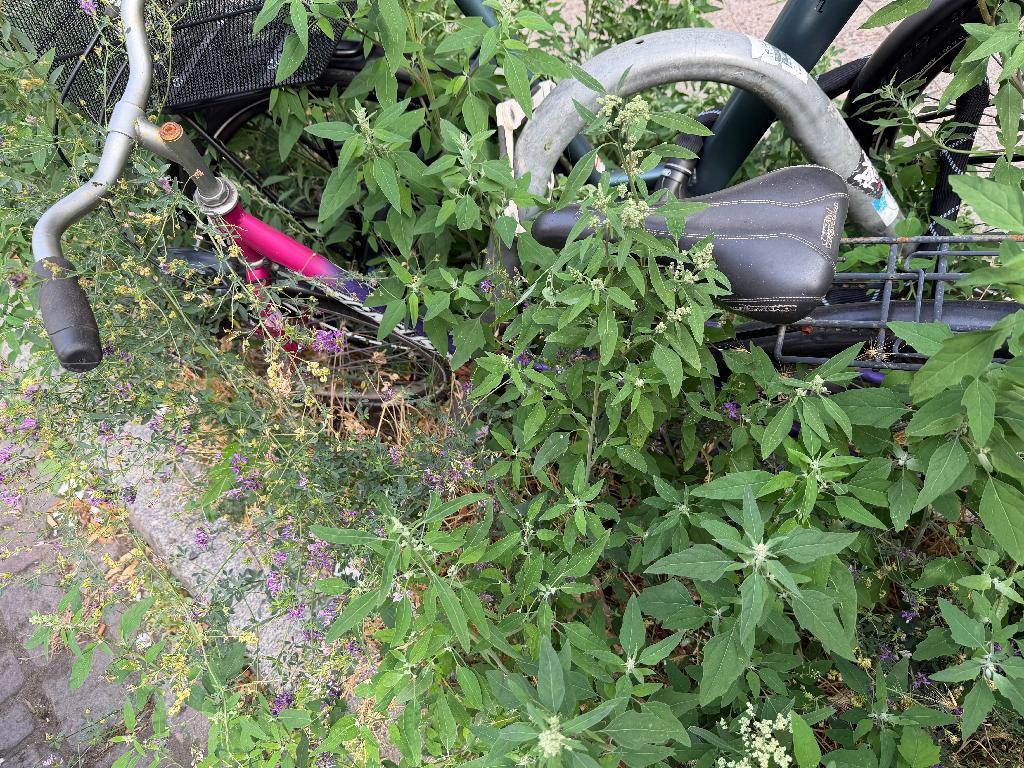 Foto zur Meldung: Abfall - Schrottfahrräder pr.