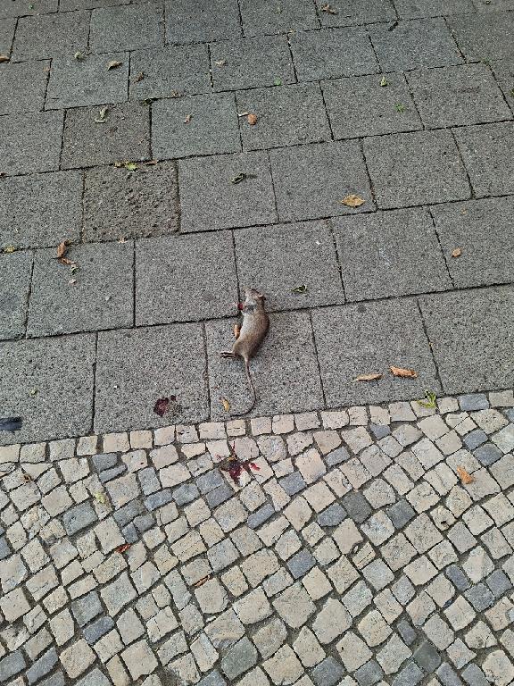 Foto zur Meldung: Abfall - Tierkadaver/tote Tiere