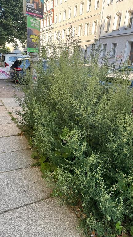 Foto zur Meldung: Straßenaufsicht - Gehölzschnitt an Bäumen, Büschen auf öffentlichem Straßenland