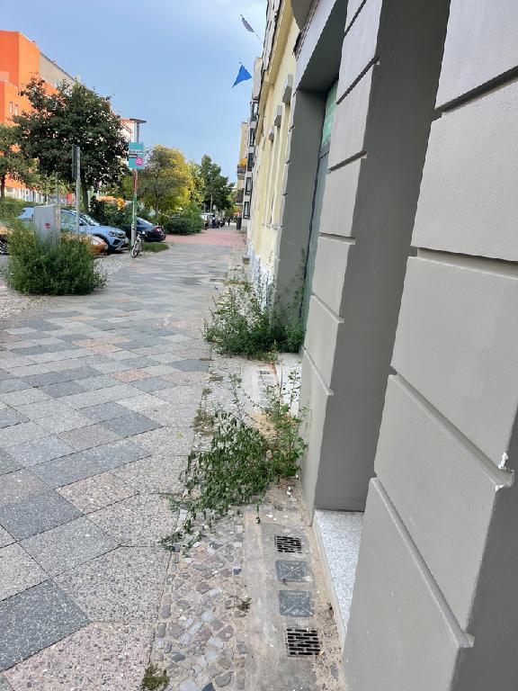 Foto zur Meldung: Straßenaufsicht - Gehölzschnitt an Bäumen, Büschen auf öffentlichem Straßenland