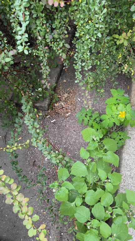 Foto zur Meldung: Straßenaufsicht - Mangelnde Straßenreinigung